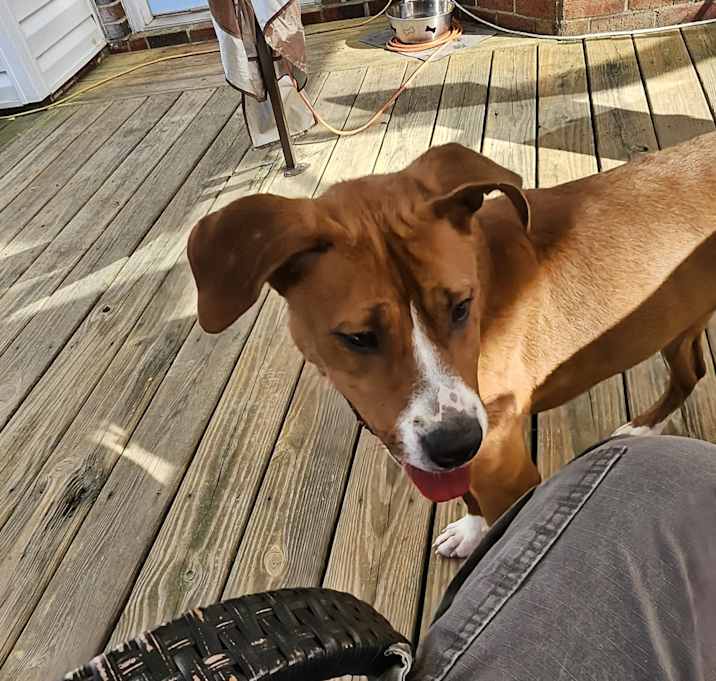 Photo of Bella