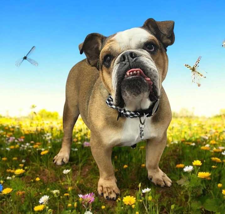 Photo of Jax