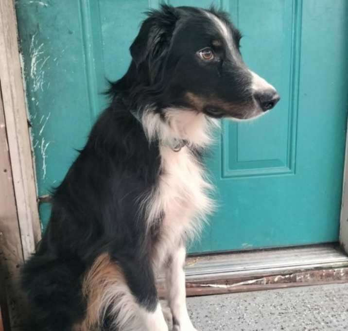 Photo of Ripley