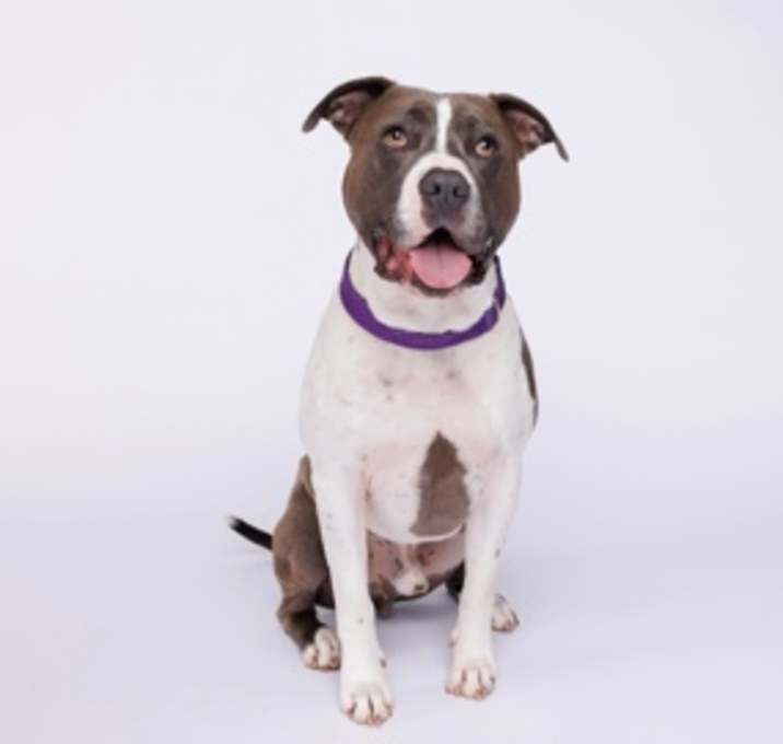 Photo of Apollo