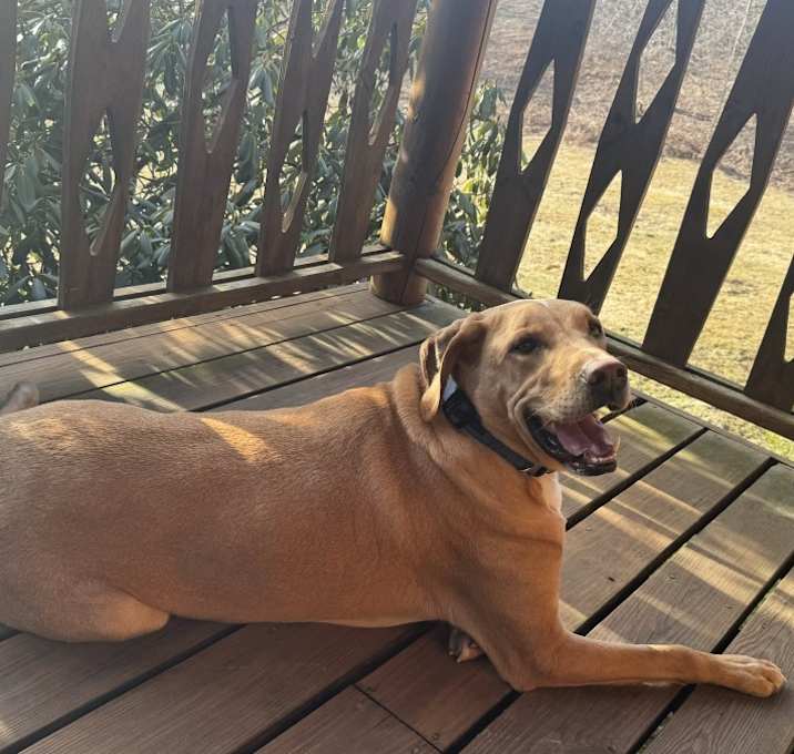 Photo of Enzo