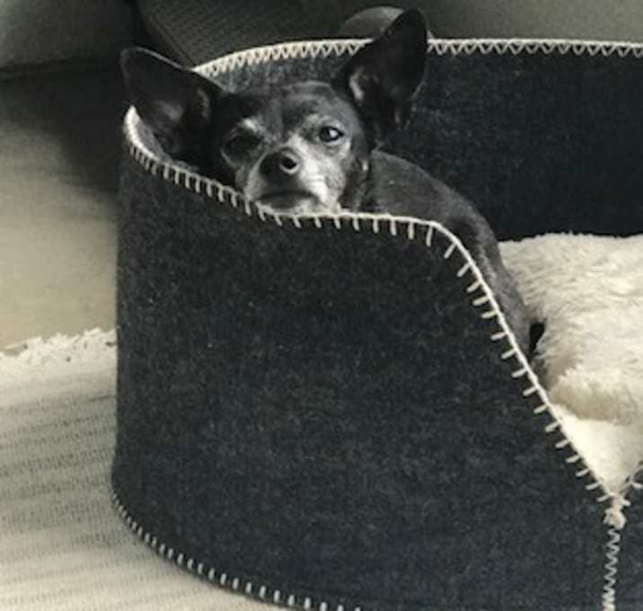 Photo of Coco