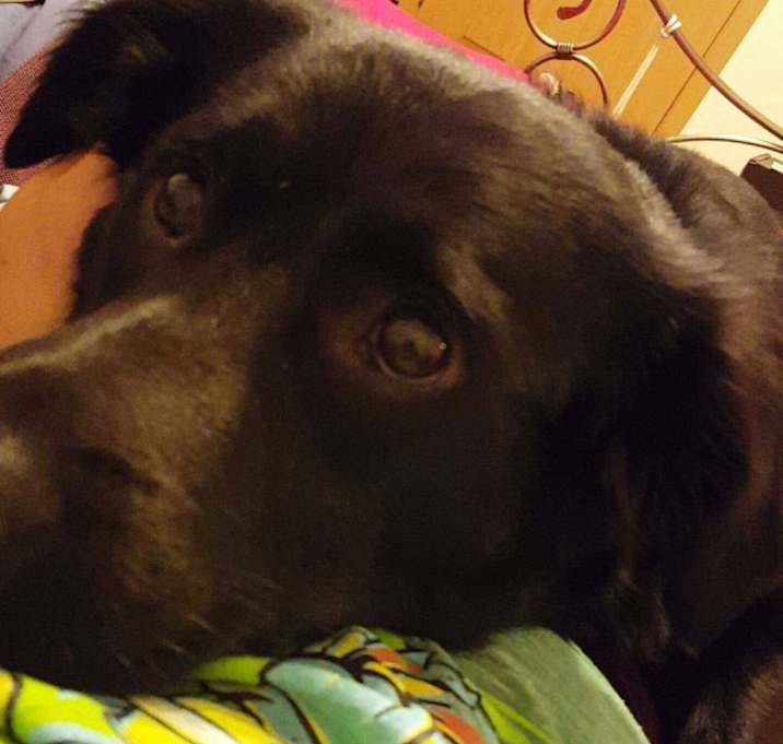 Photo of Shadow