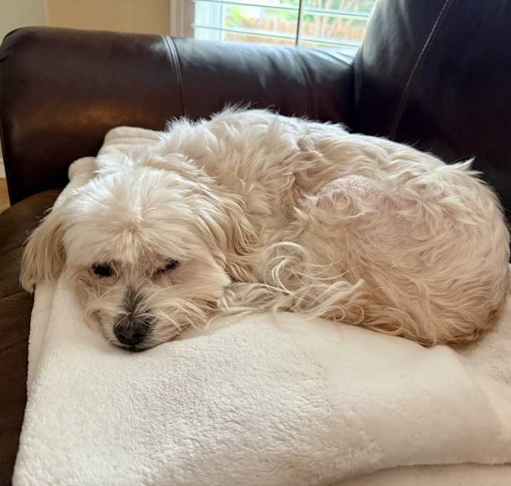 Photo of Bella