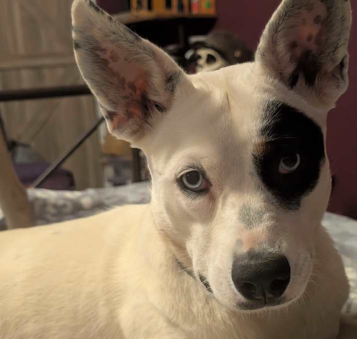 Photo of Patches