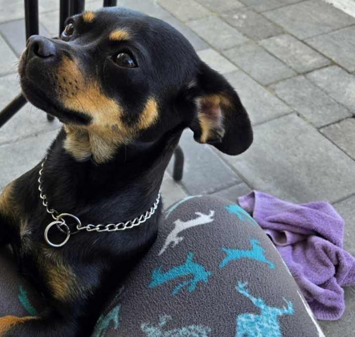 Photo of Cookie