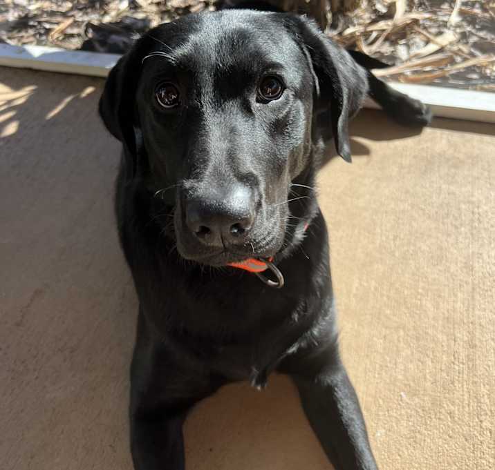 Photo of Willow