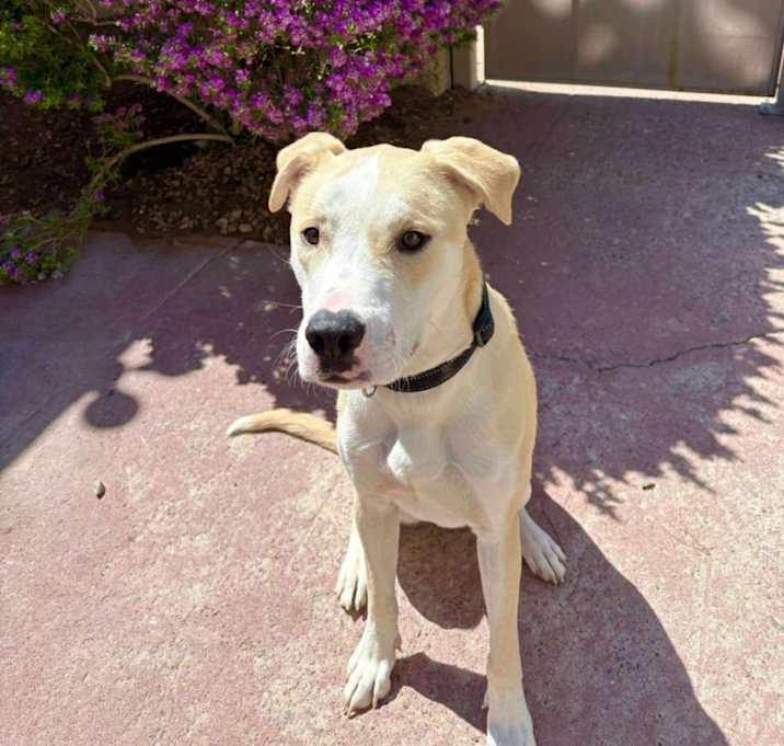 Photo of Miller - PAWS