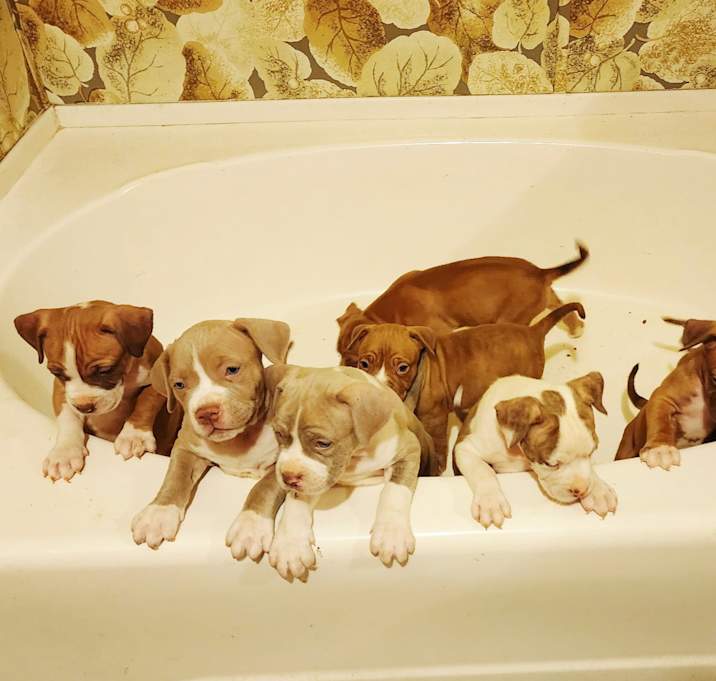 Photo of Mastiff American Bully pups