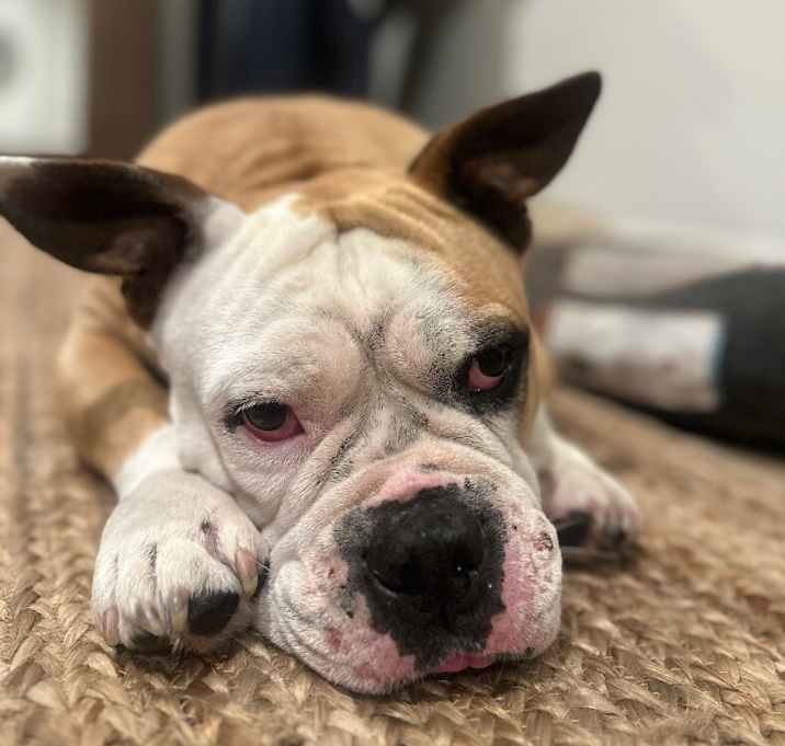 Photo of Simba