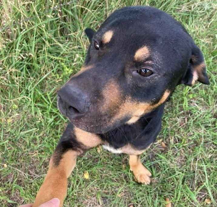 Photo of Buddy