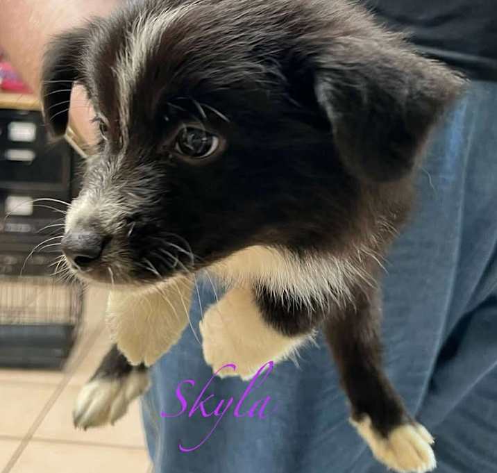 Photo of Skyla