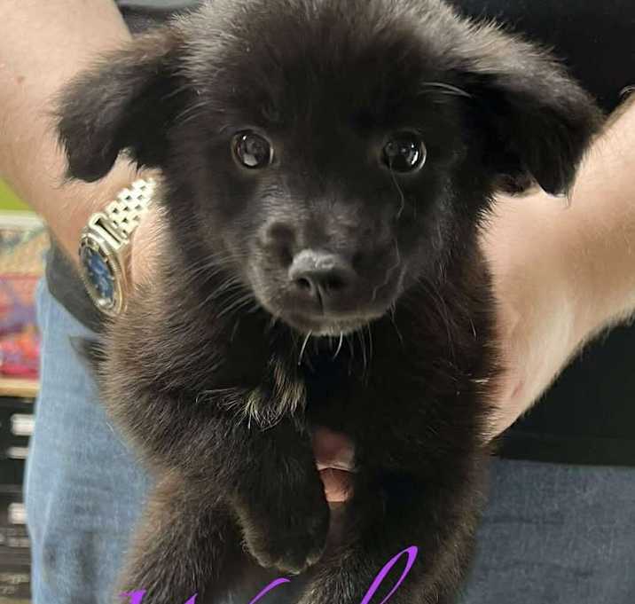 Photo of Waylon