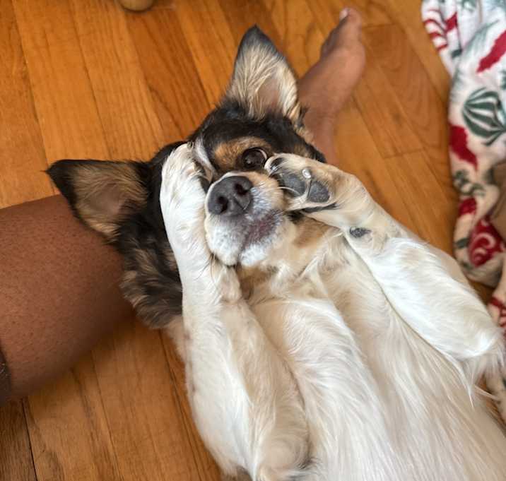 Photo of Milo