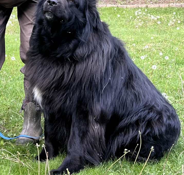Photo of Sampson
