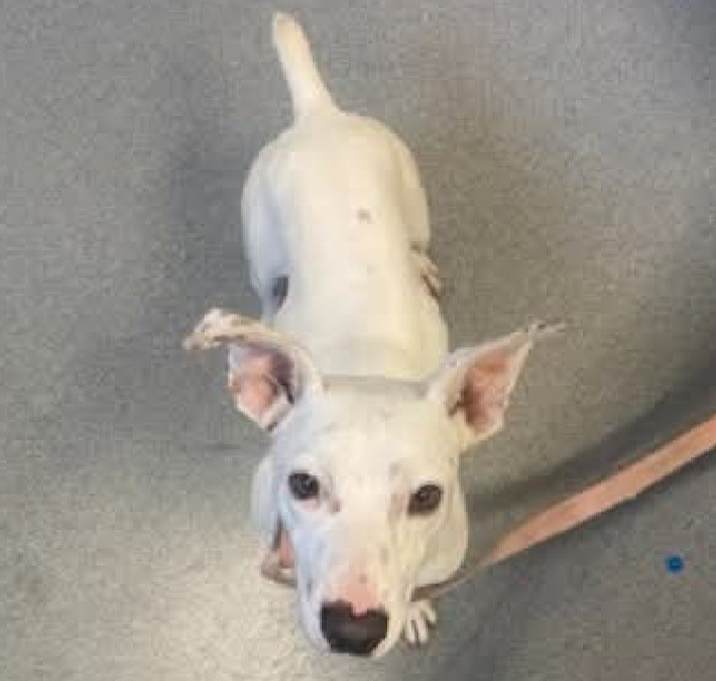 Photo of Popeye