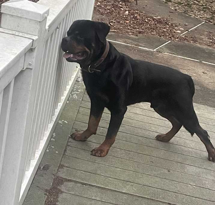 Photo of Whisper