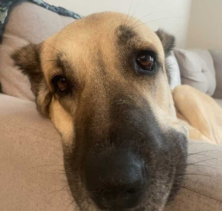 Photo of Tilly