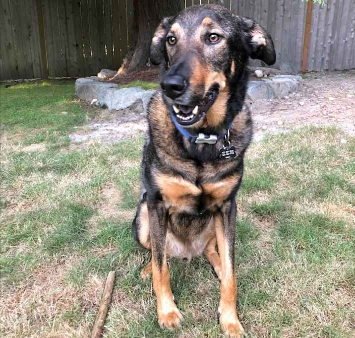 Photo of Rocky