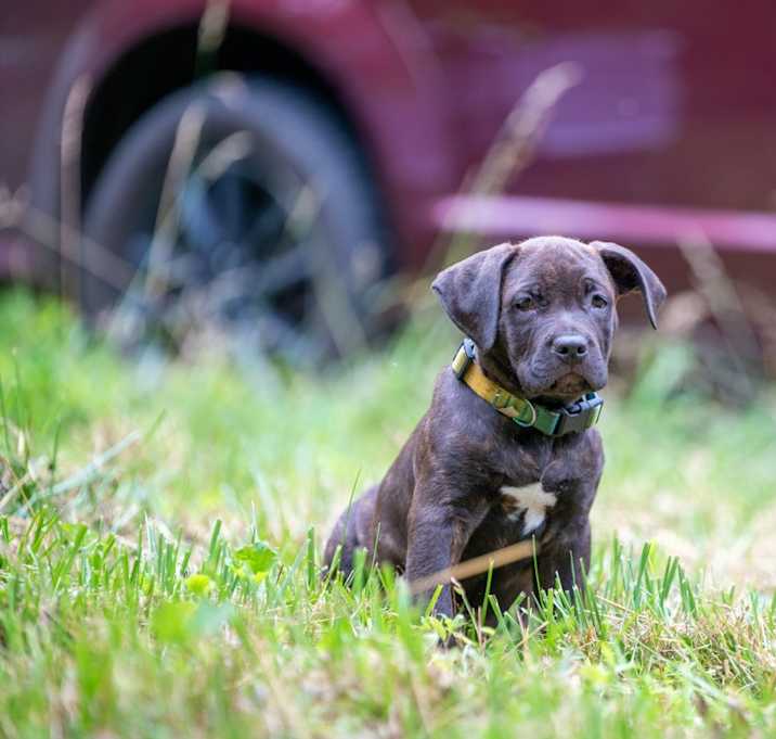Photo of Banjo