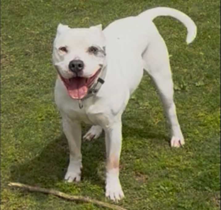 Photo of Petey