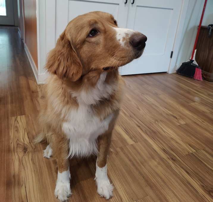 Photo of Basil