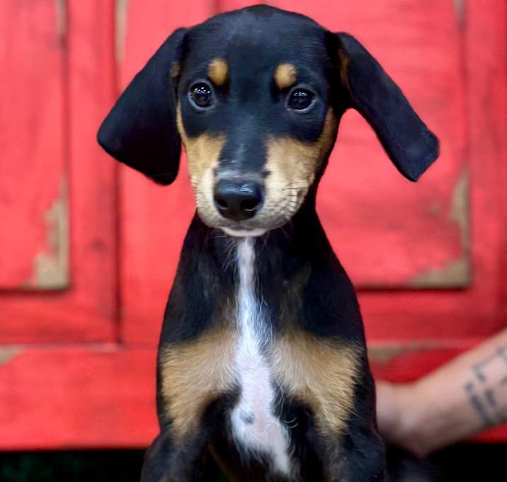 Photo of Cooper