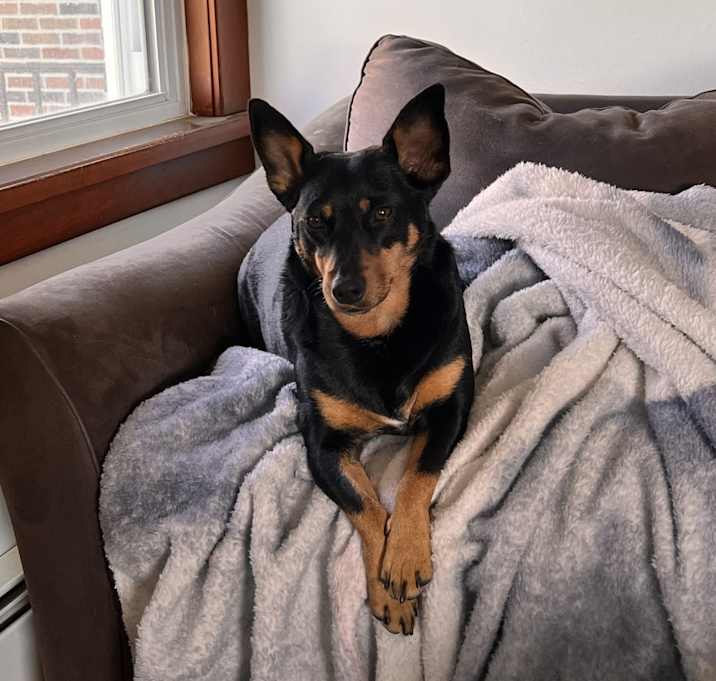 Photo of Raven