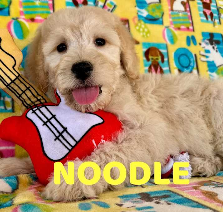 Photo of Noodle