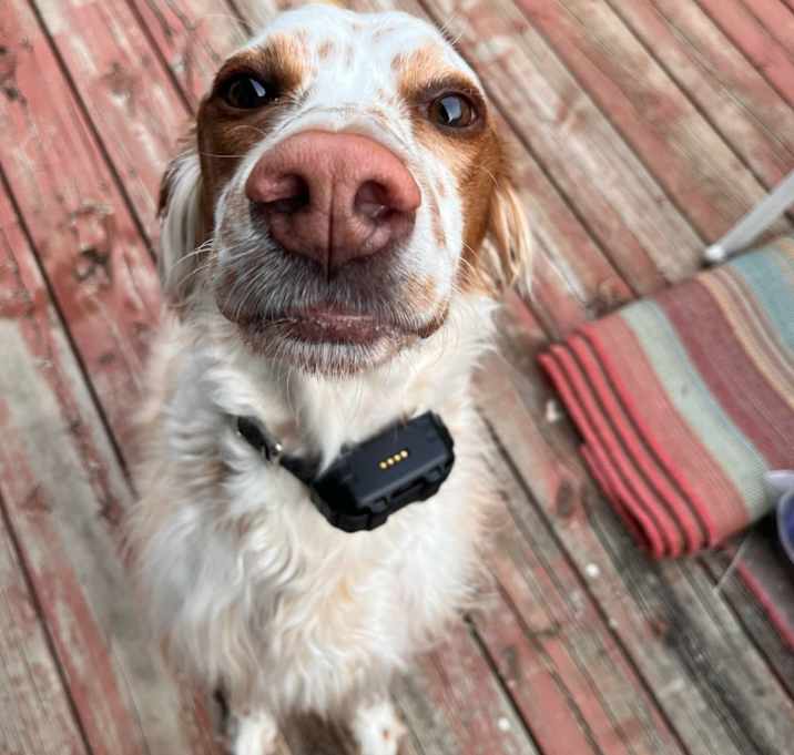 Photo of Boone