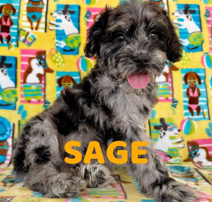 Photo of Sage