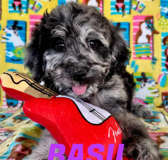 Photo of Basil