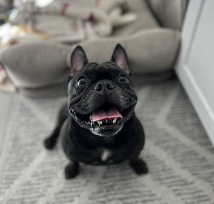 Photo of Luna