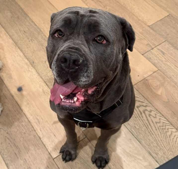 Photo of Nova