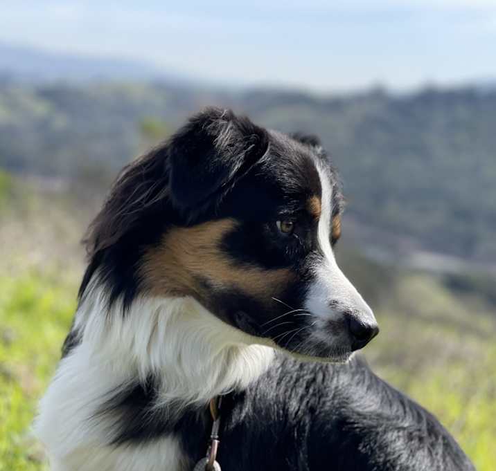 Photo of Bruno