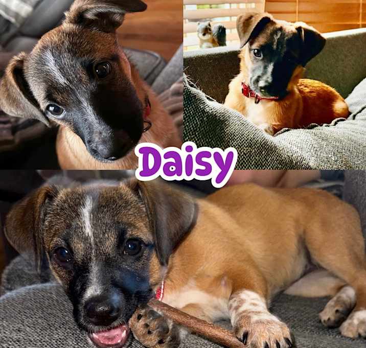 Photo of Daisy
