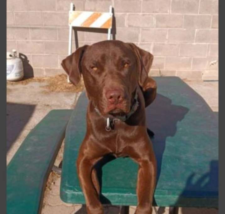 Photo of Chocolate
