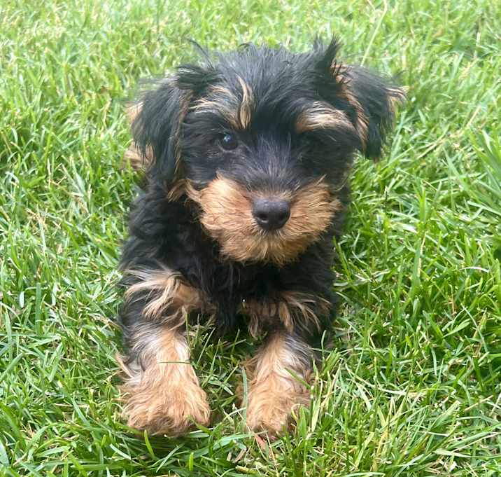 Photo of Gumdrop