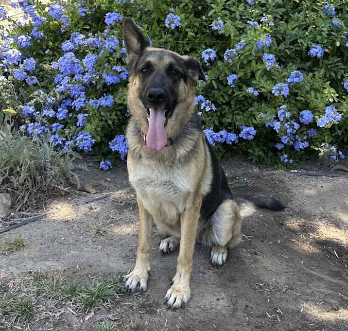 Photo of Duchess