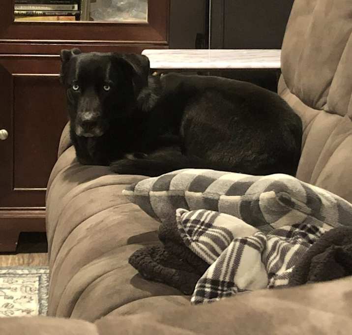 Photo of Smokey