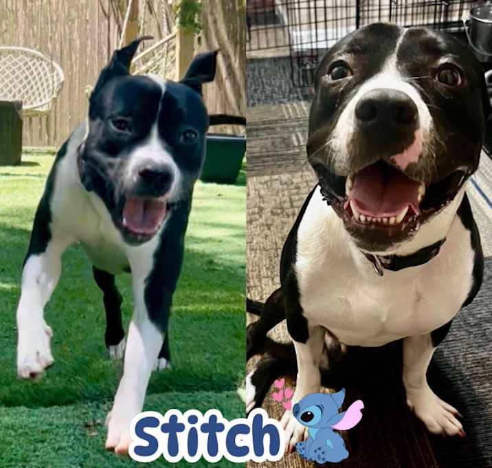 Photo of Stitch