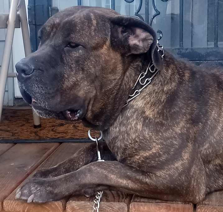 Photo of Bella