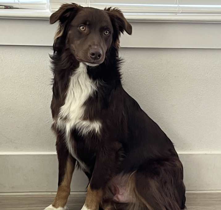 Photo of Bear
