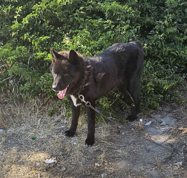 Photo of Diamond