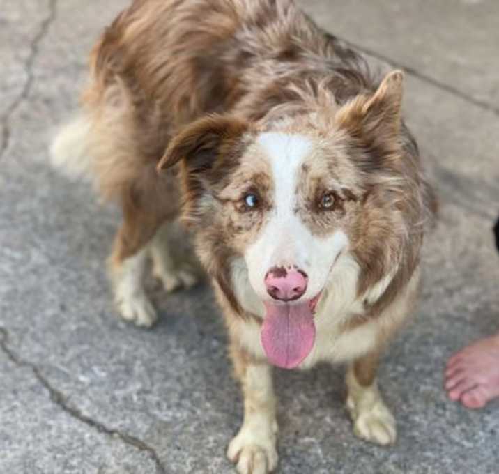 Photo of Rover