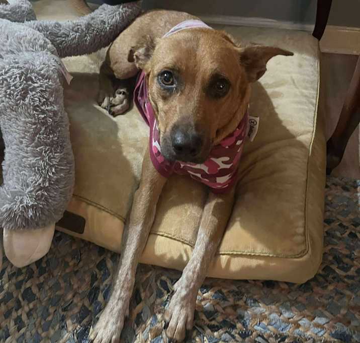 Photo of Barley