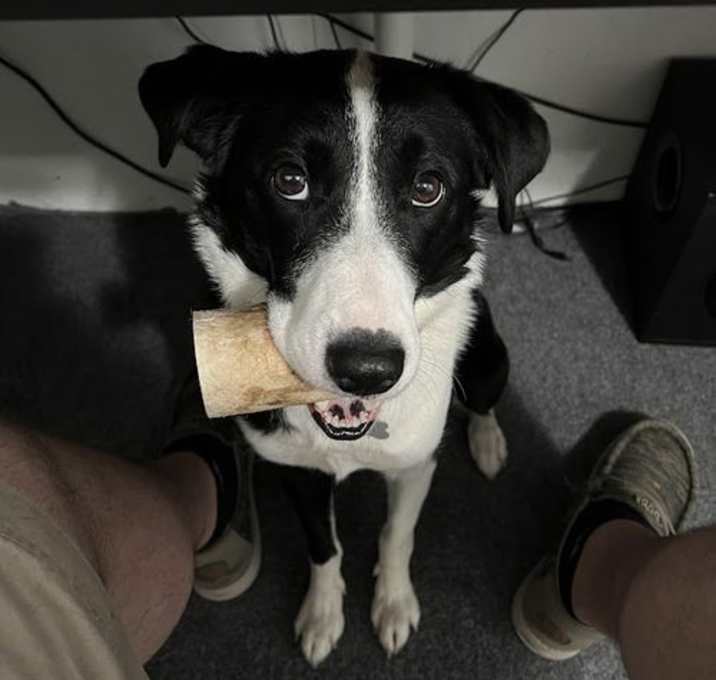 Photo of Luna (a courtesy listing in St Louis, MO)
