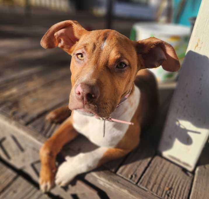 Photo of Lola