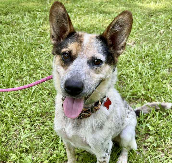 Photo of Bindi