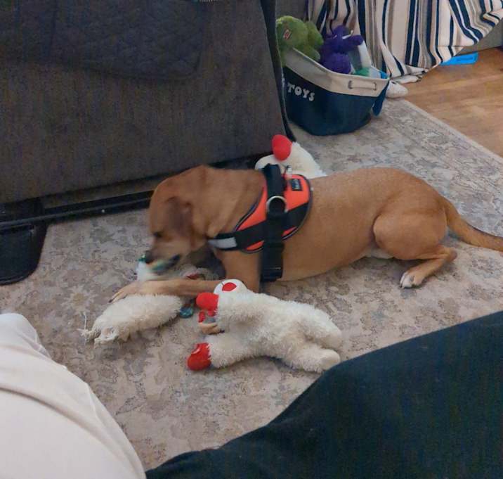 Photo of DeeDee